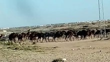 Camels