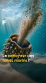 Cette limace est le nettoyeur des fonds marins ! #science #ecologie