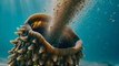 Cette limace est le nettoyeur des fonds marins ! #science #ecologie