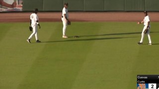 Watch as turtle invades baseball pitch in Florida