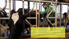 Arete de vaca; más que un número, redefinen la identificación ganadera