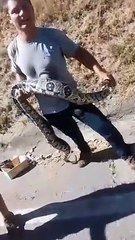 Cobra é apreendida na Linha Amarela após ataque a gato