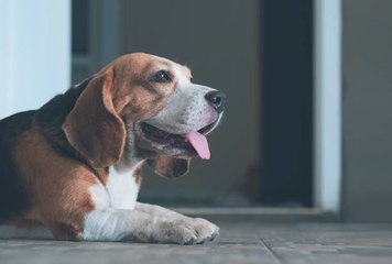 Los Mejores Tipos De Suelos Para Los Perros