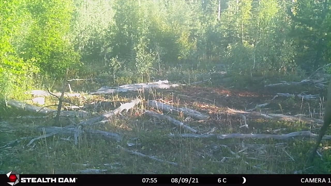 Trail Camera Video – August 12, 2021