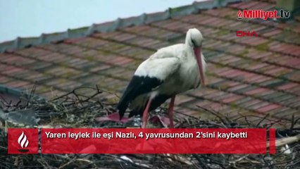Bu yıl 13’üncü kez yuvasına gelmişti! Yaren Leylek’ten üzen haber