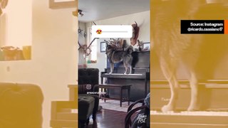 Hauska video: koira esittää dramaattisen kappaleen pianolla ja laululla