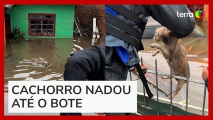 Voluntários incentivam cachorro a saltar na água para ser resgatado no RS