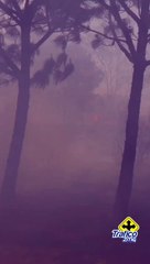 Así es cómo los bomberos se encuentran combatiendo el incendio en el Bosque de la Primavera