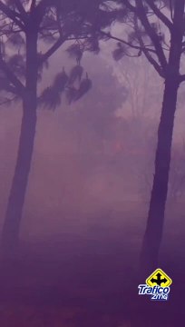 Así es cómo los bomberos se encuentran combatiendo el incendio en el Bosque de la Primavera