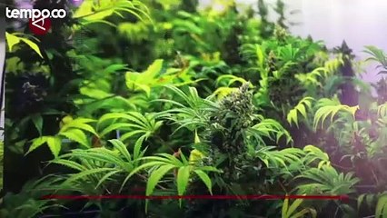Melihat Pabrik Narkoba dan Kebun Ganja Hidroponik di Villa Bali