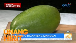 Higanteng mangga sa Navotas, isang kilo kada piraso?! | Unang Hirit