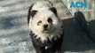 Chinese Zoo dyes chow chow dogs to resemble pandas