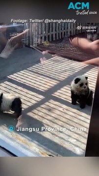 Chinese Zoo dyes chow chow dogs to resemble pandas