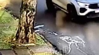 Vídeo mostra cachorrinha sendo atropelada na região de Goioerê