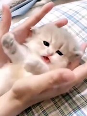 cute baby and baby cat |funny baby with cat link bio