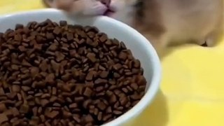 New Beautiful cats in this video 2024