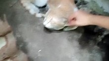 PET'S ARE FAMILY ! STRAY CAT 