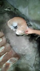 PET'S ARE FAMILY ! STRAY CAT 