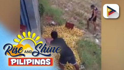 Nasa 3,000 kilo ng mangga, itinapon na lang nang masira dahil sa oversupply;