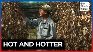 Heatwave hits Cambodia's famed Kampot pepper harvest