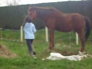 éthologie avec cheval3