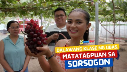 Dalawang klase ng ubas, matatagpuan sa Sorsogon! | I Juander