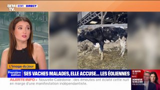 Vaches malades: l'appel à l'aide d'une éleveuse qui accuse les éoliennes