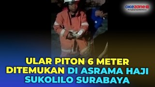 Asrama Haji Sukolilo Dihebohkan Penemuan Ular Piton Sepanjang 6 Meter