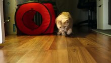 Dança de Laser - Um Gato Engraçado em Busca da Luz!