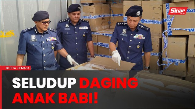 Cubaan seludup daging anak babi lebih RM1 juta tumpas