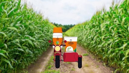 Expert Maize Crop Pest Control Insights by Shriram Sateer