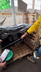 resgate, cão, abraço, Rio Grande do Sul