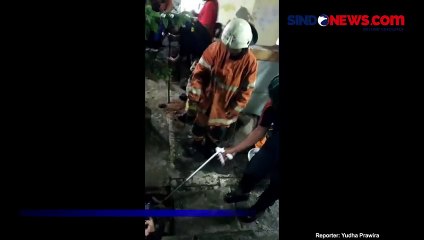 Ular Piton Sepanjang 6 Meter Kejutkan Asrama Haji Sukolilo Surabaya