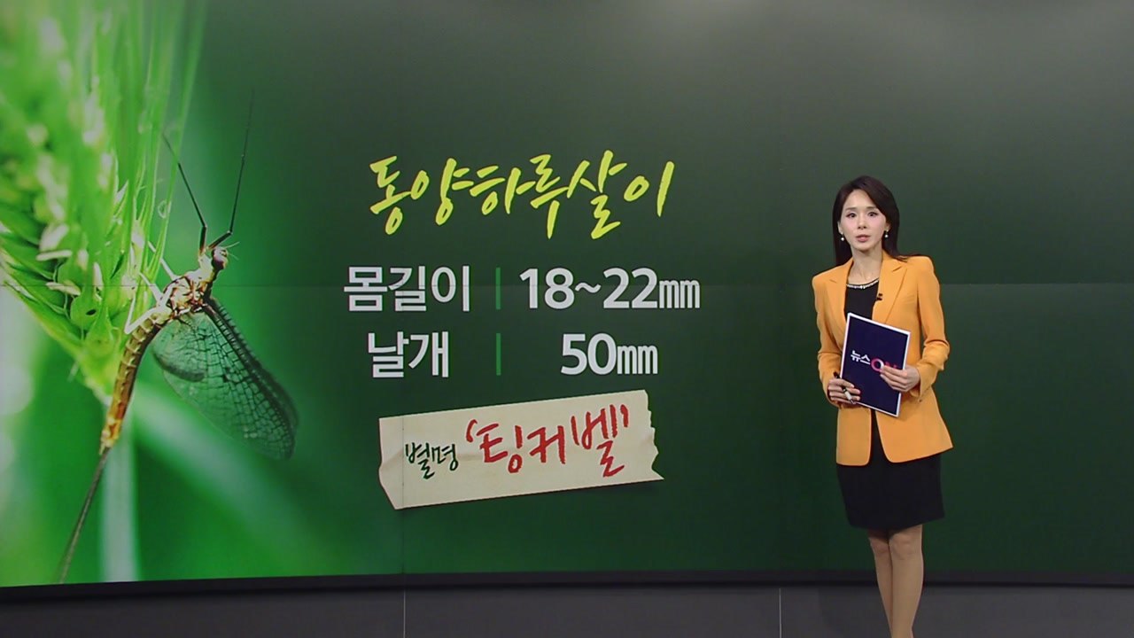 때이른 ‘팅커벨'의 습격...대처 방안은? [앵커리포트] / YTN