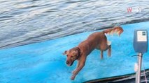 Golden Retriever schwimmen im See und ziehen Zuschauer in ihren Bann