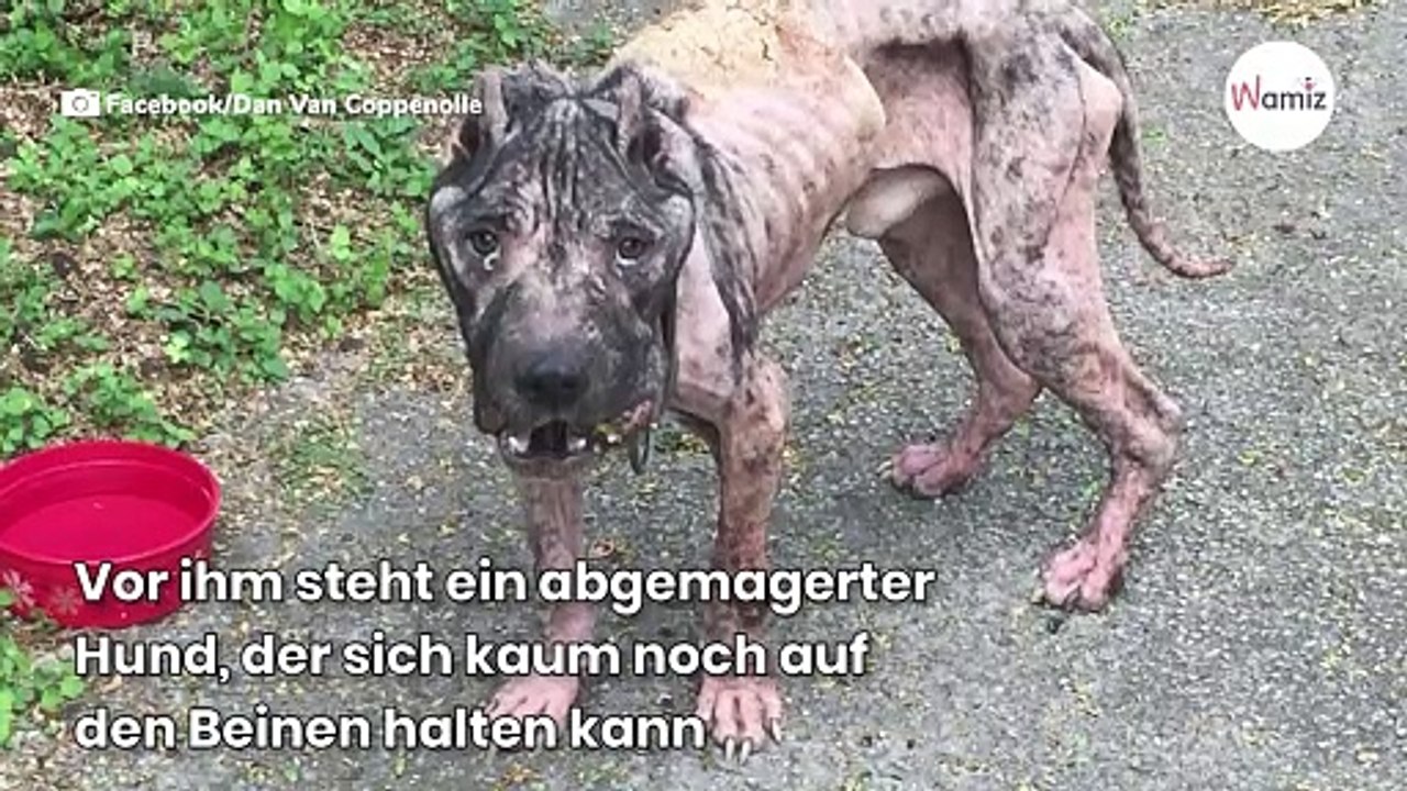 In Verzweiflung sucht dieser Streuner ein Haus auf und verrät sein dunkles Geheimnis!