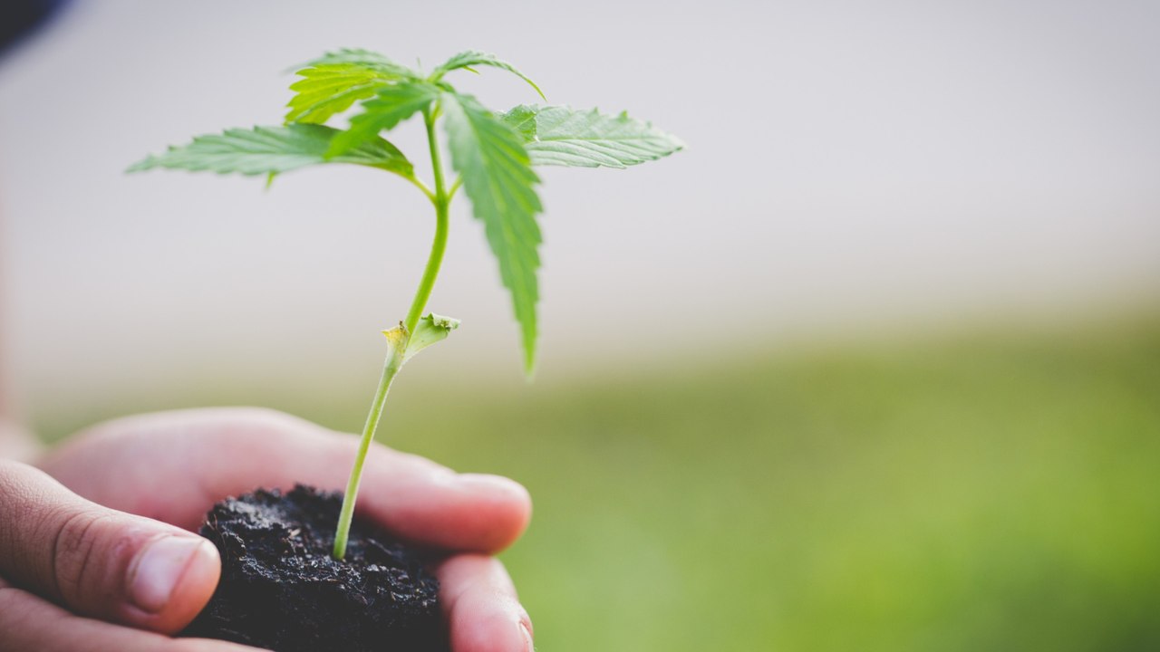 Umfrage: Sieben Prozent der Deutschen haben Cannabis-Samen gekauft