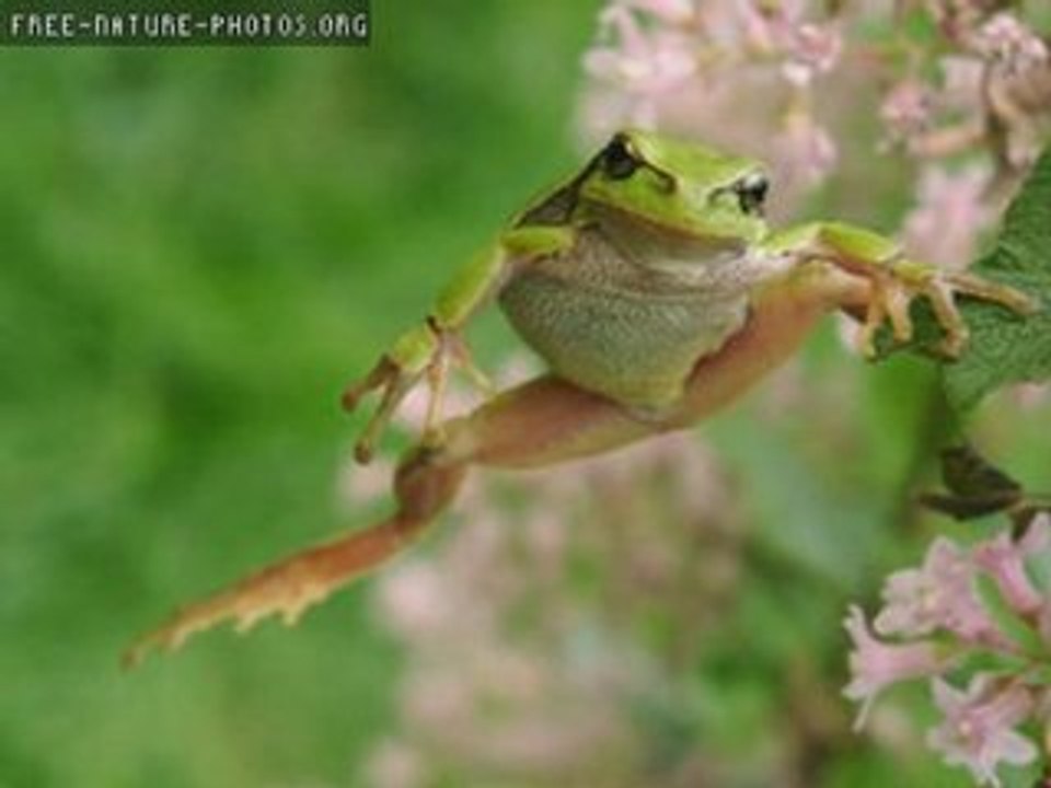 Les grenouilles