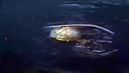 Turtle Sighted at Lakeside in Doncaster