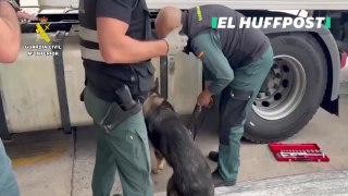 Cae la banda de narcotraficantes que pasaba droga desde Melilla... en transportes de caballo
