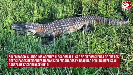 Policía británica investiga la aparición de un cocodrilo en las aguas de un pueblo inundado