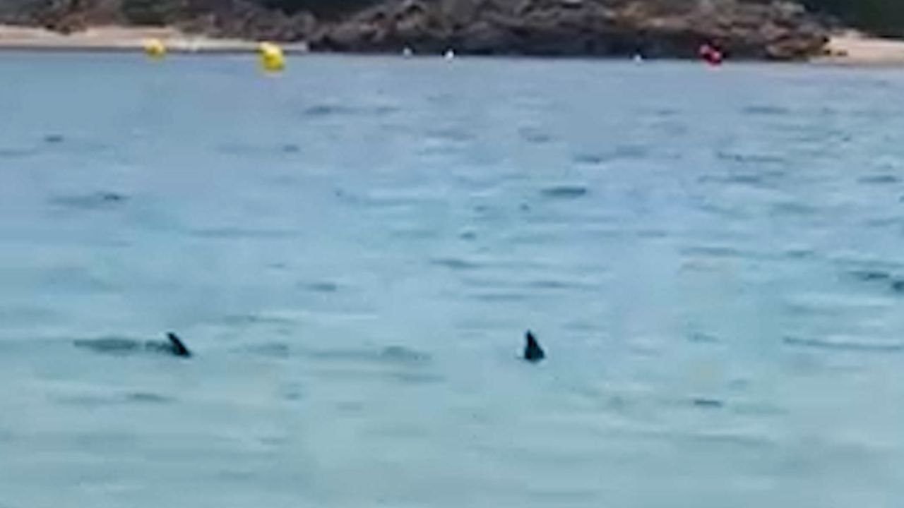 Britische Leute wurden aus dem See bestellt nach ein Hai ‘umgab’ Familien in Menorca