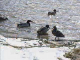 Lac Chambon sous la neige