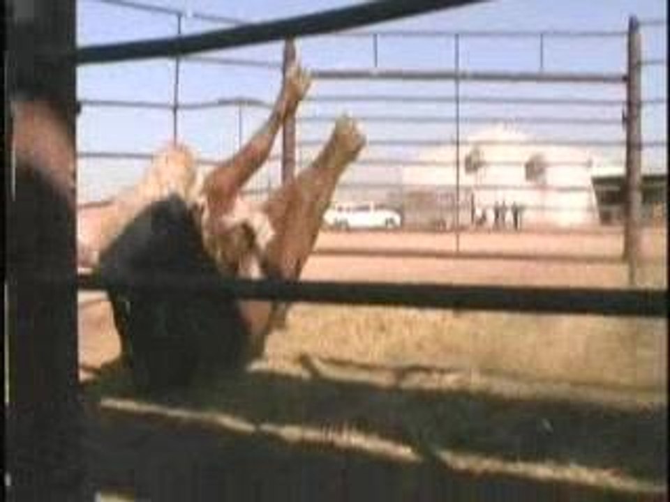 Bull Gets Tazed