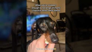 Dachshund Refuses to Let Go of Owner's Chapstick While Falling Asleep