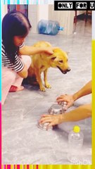 What an Intelligent Dog Must Watch