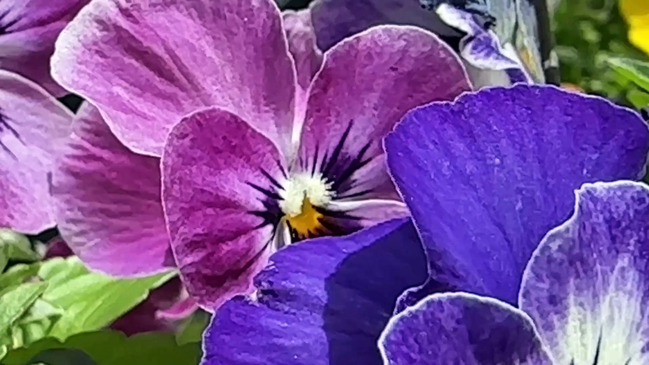 Les aurores boréales de la Loire immortalisées