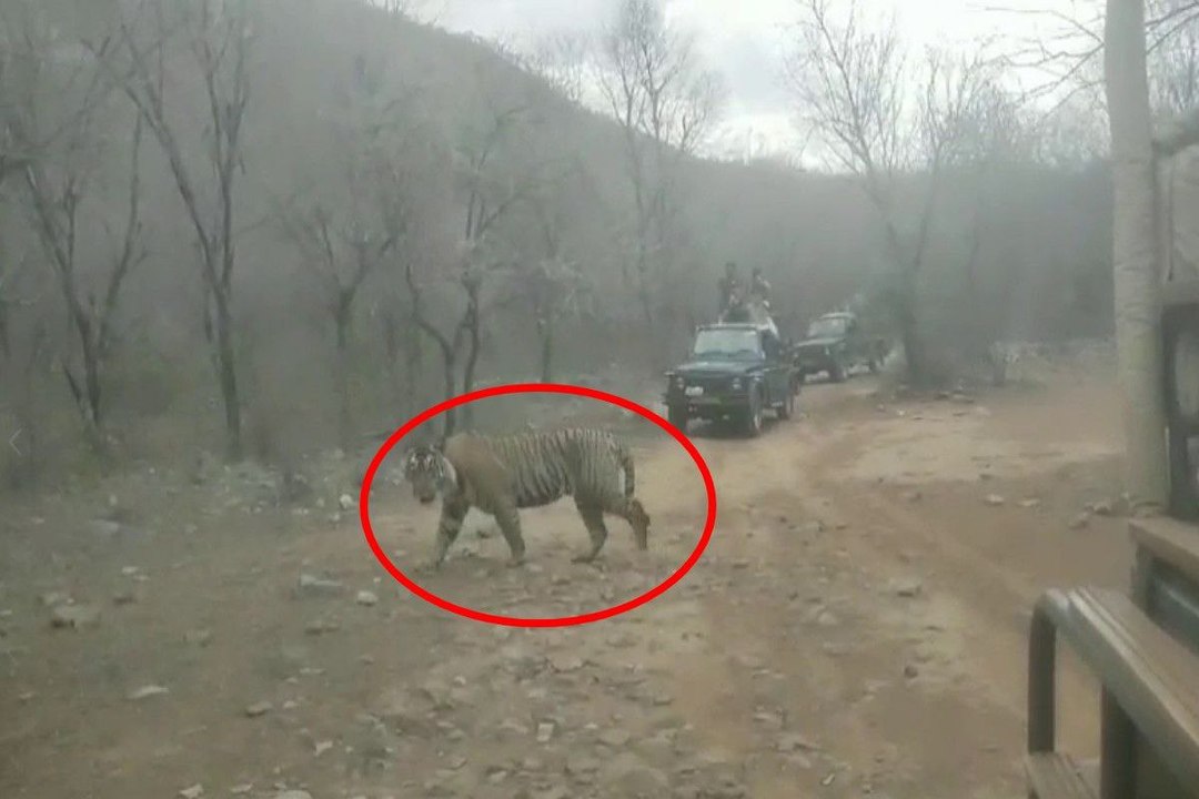 सरिस्का में पर्यटकों के बीच आया बाघ एसटी-21, देखें वीडियो
