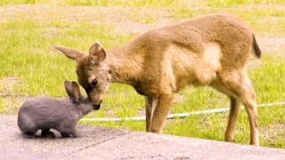 Disney Classic Becomes Real In Cute Animal Footage!