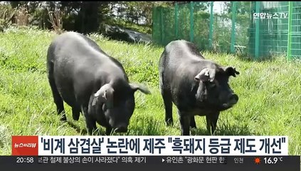 '비계 삼겹살' 논란에 제주 "흑돼지 등급제도 개선"